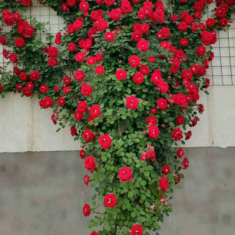 回固蔷薇花苗藤本月季大花浓香庭院爬藤植物花卉盆栽阳台玫瑰爬墙四季