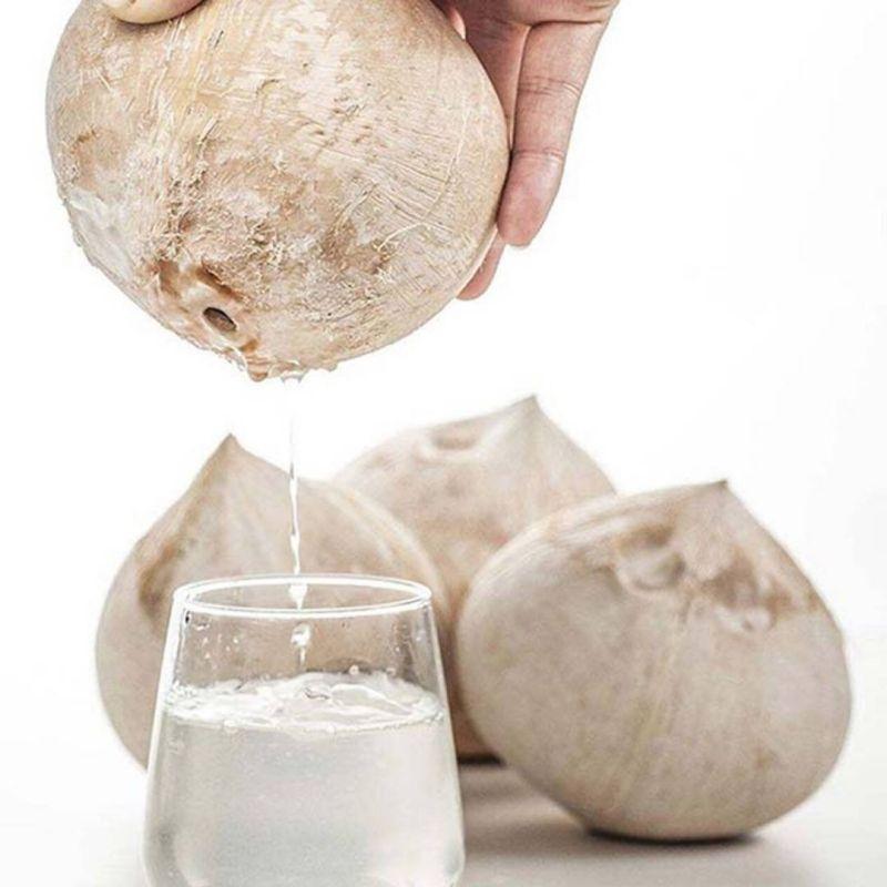 [西沛生鲜]海南牛奶椰皇 8个装 大果 单果750-1000g 新鲜椰子 当季热带水果 汁水充沛高清大图