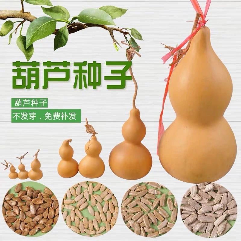 手捻大中小葫芦种子葫芦籽阳台观赏葫芦种盆栽草李金文玩【价格 图片