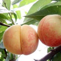 陕西水蜜桃9斤