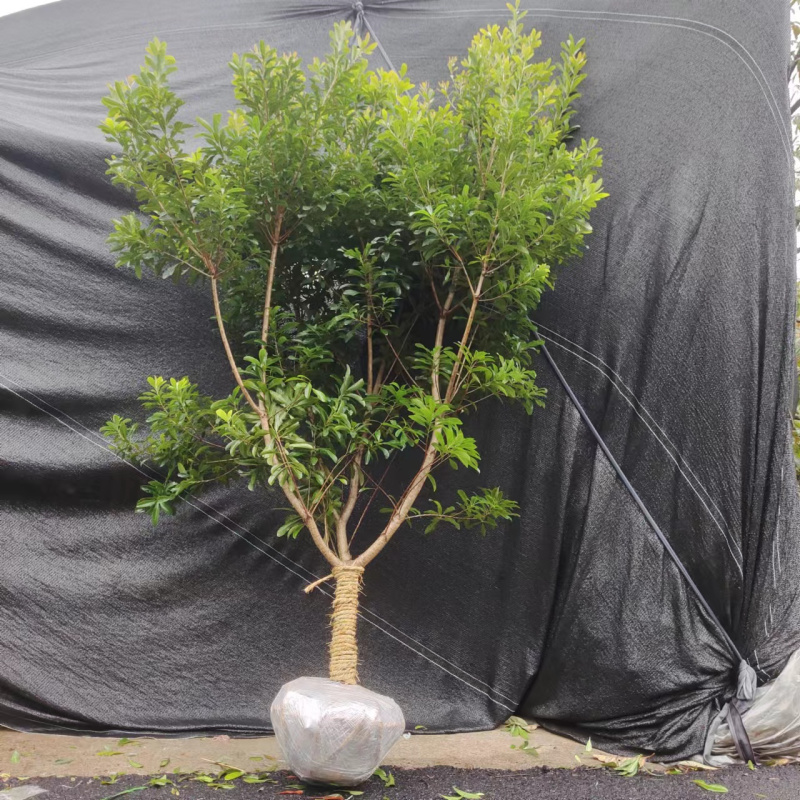 杨梅树大树苗带土特大杨梅树树苗嫁接苗东魁黑炭盆栽地栽当年结果