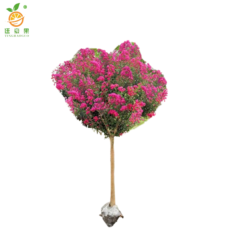 廷豪果 紫薇花 1.5米 /棵高清大图