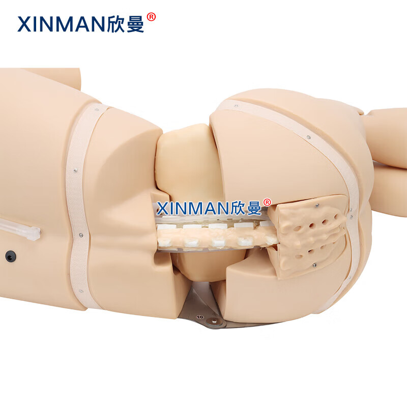 欣曼科教 腰椎穿刺模拟人 教学用腰椎穿刺训练模型XM-YC02高清大图