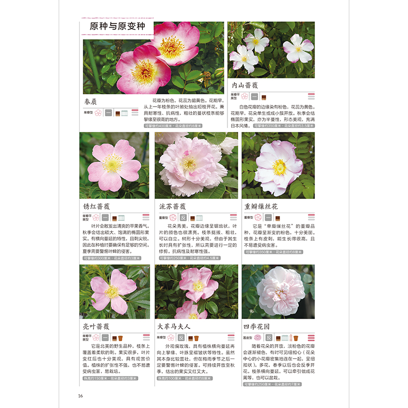 [醉染正版]正版 玫瑰花月季花图鉴 植物科普百科全书书籍 自然科学读物 百科全书 养花养植物养护指南 玫瑰月季基础知识科高清大图