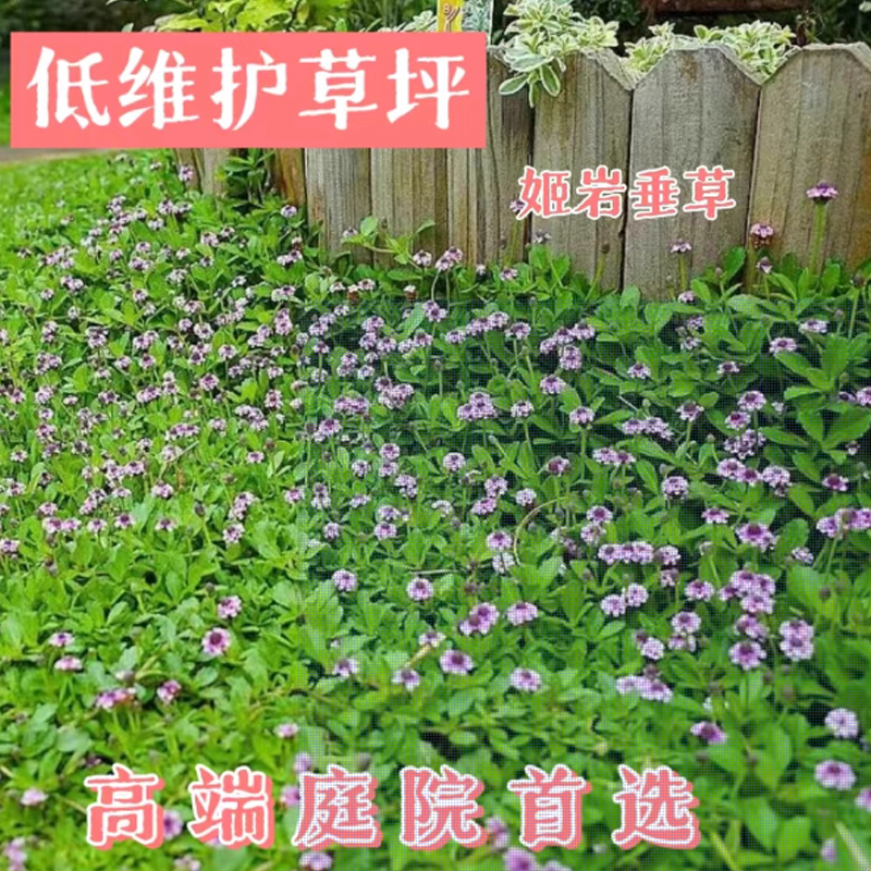 姬岩垂草种子 1斤高清大图