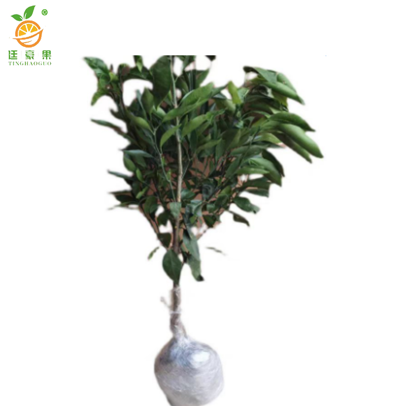 廷豪果 沃柑树 4年苗 /棵高清大图