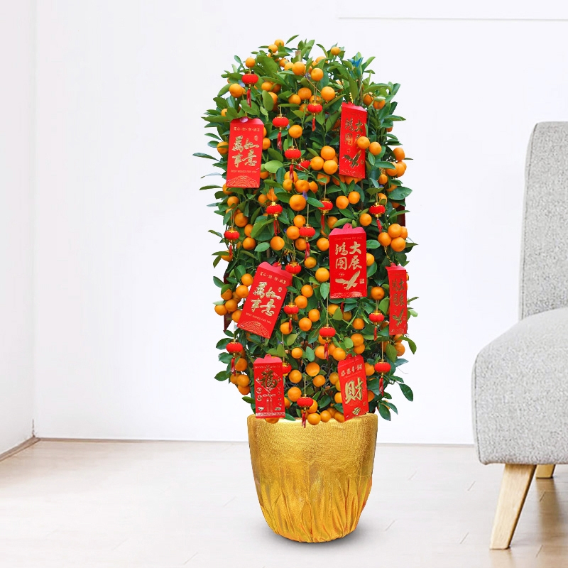 古达年货金桔树金橘树室内观果植物盆栽春节年宵花卉年桔带果