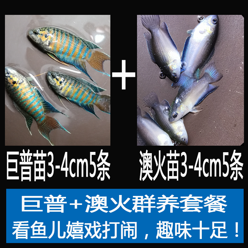 宠弗斗鱼活鱼冷水淡水观赏鱼好养耐养鱼金鱼小型斗鱼鱼苗锦鲤报价 参数 图片 视频 怎么样 问答 苏宁易购