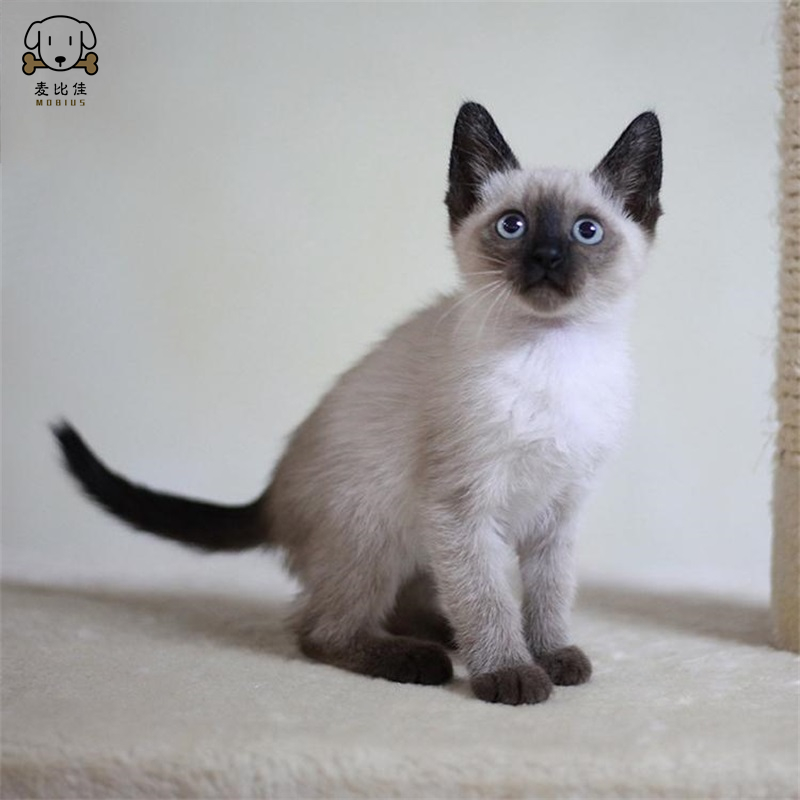麦比佳 暹罗猫幼猫 纯种血统泰国暹罗猫幼崽活物猫咪幼崽宠物活体暹罗小猫挖煤工海豹重点经典色短毛猫公母有视频选猫空运直达高清大图