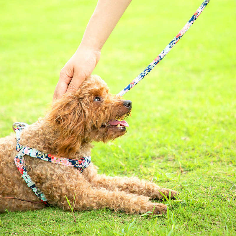 宠物牵引绳狗链背心式小型中型犬泰迪遛狗绳子狗项圈猫咪牵引绳