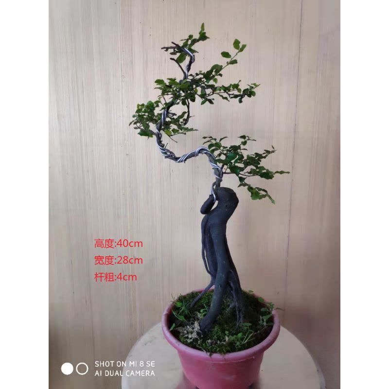 金弹子树桩盆景黑塔子公桩母桩熟桩老桩练手桩图片