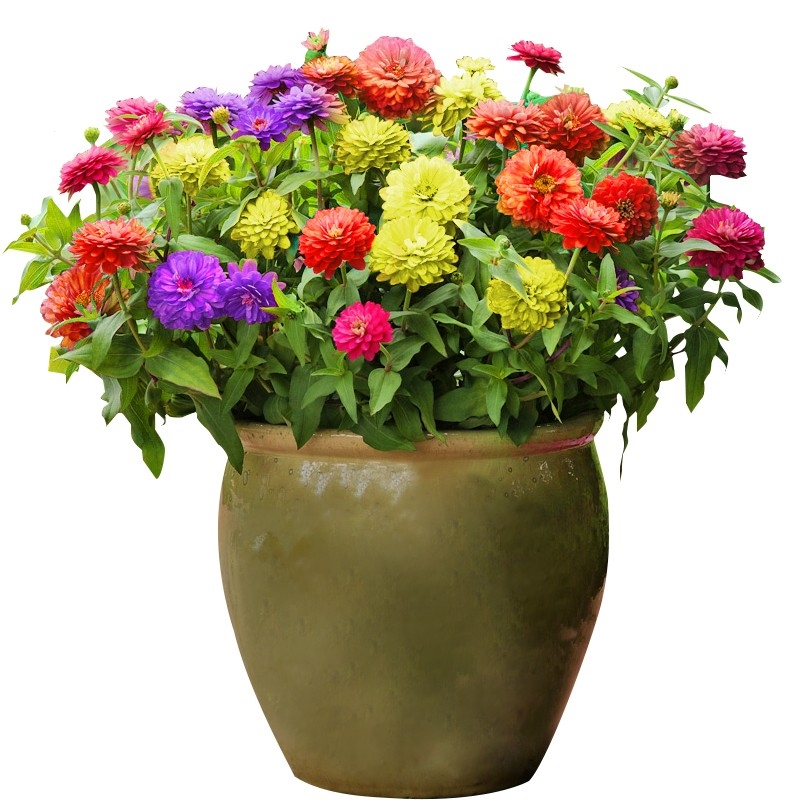 百日草花种籽子七彩重瓣百日菊花籽四季开花易活种子庭院阳台盆栽古达