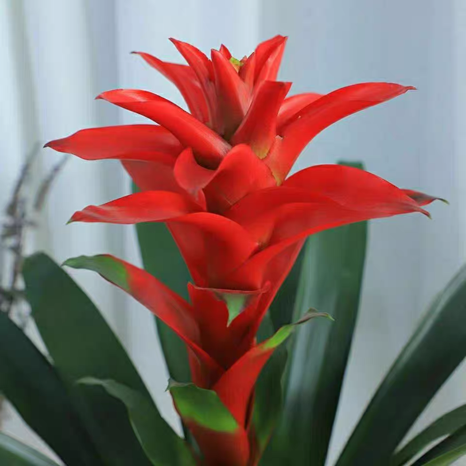 诚智旺 鸿运当头 CZW-01 /束高清大图