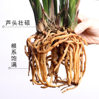 兰花苗墨兰报岁兰企黑白墨金边兰花金华山日向年宵花卉绿植盆栽