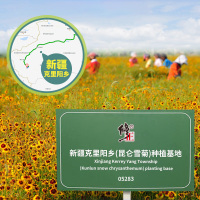 修正昆仑雪菊花茶茶叶50g/罐雪菊可搭昆仑雪菊、昆仑血菊、天山雪菊、高寒雪菊、高寒香菊
