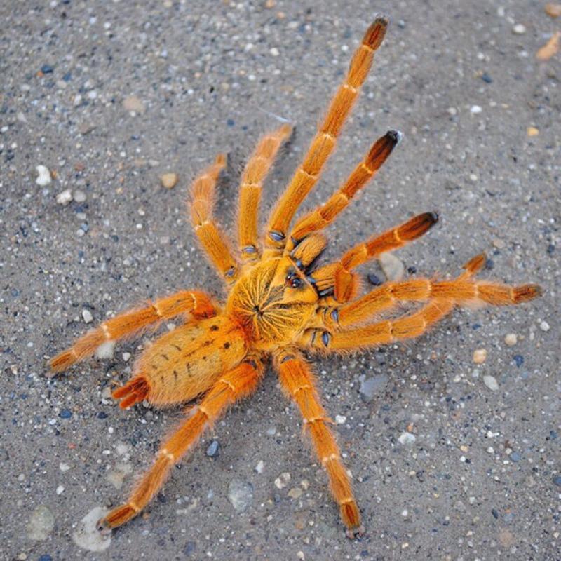 爬虫宠物蜘蛛活体非洲烈阳橙巴布c8幼苗2-14cm亚成公母凶油彩皇帝