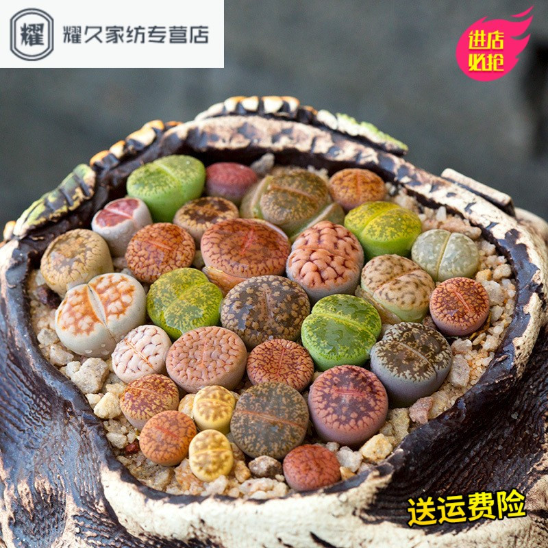 永德吉园艺用品多肉植物生石花屁股花石头花多肉苗种子肉锥萌肉肉盆栽云南 请先与客服确认再下单 价格图片品牌报价 苏宁易购耀久家纺专营店