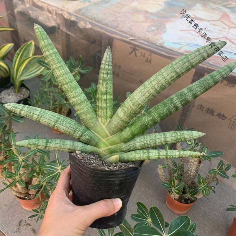 佛手棒叶虎皮兰虎尾兰易养多肉植物佛前香