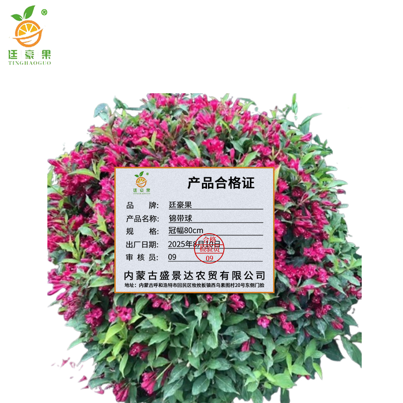 廷豪果 锦带球 冠幅80cm /棵高清大图