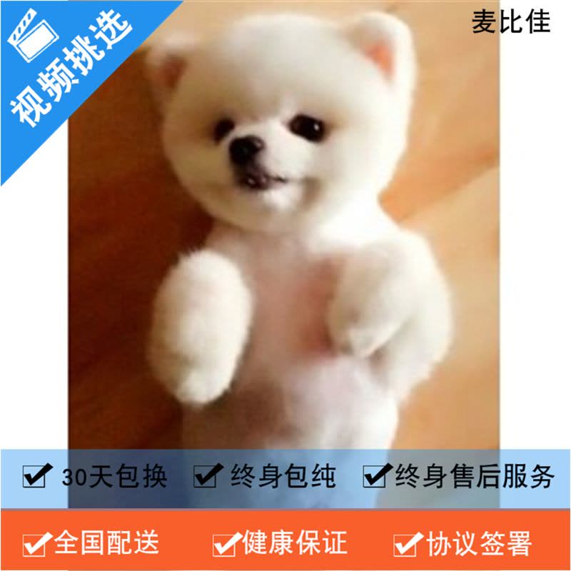 麦比佳 纯种哈多利系球体博美犬幼犬俊介 茶杯博美犬 日系俊杰双血统长不大的茶杯狗白色博美犬 小体博美俊介犬宠物狗狗活体图片