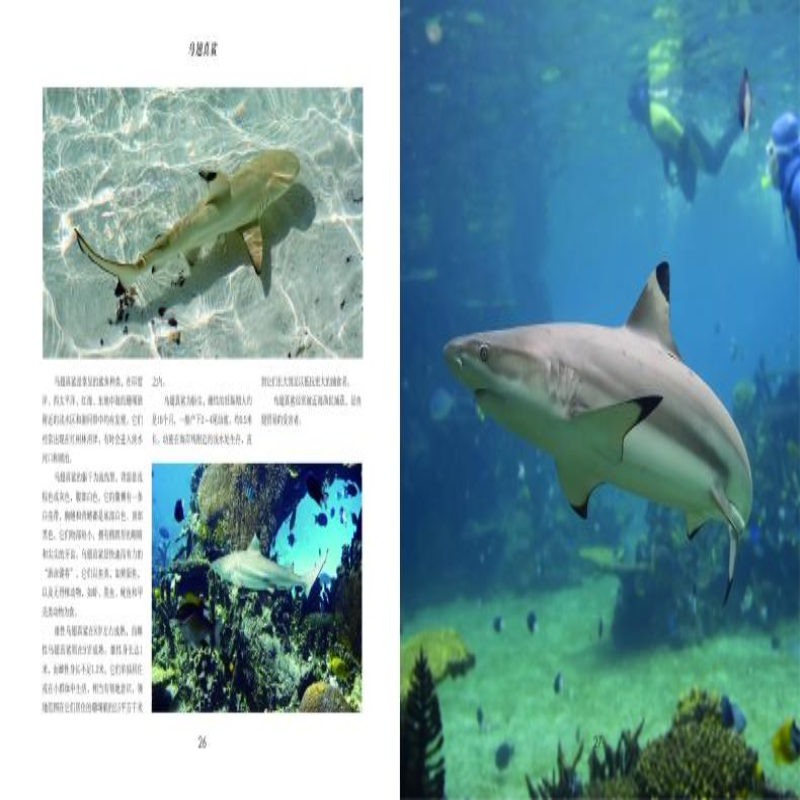 [M]鲨鱼-9787557853211高清大图