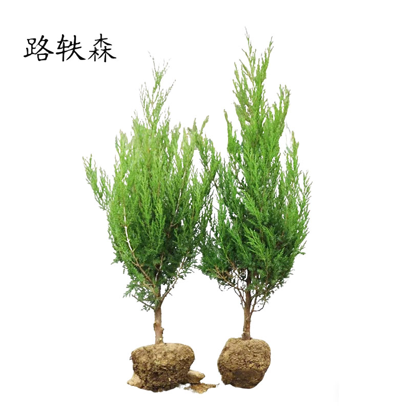 路轶森 柏松柏 地柏苗 40cm 支高清大图