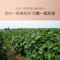 慕拉(MOULA)玫瑰酿冰酒 双支礼盒冰酒 雷司令玫瑰香甜白葡萄冰酒500ml*2瓶
