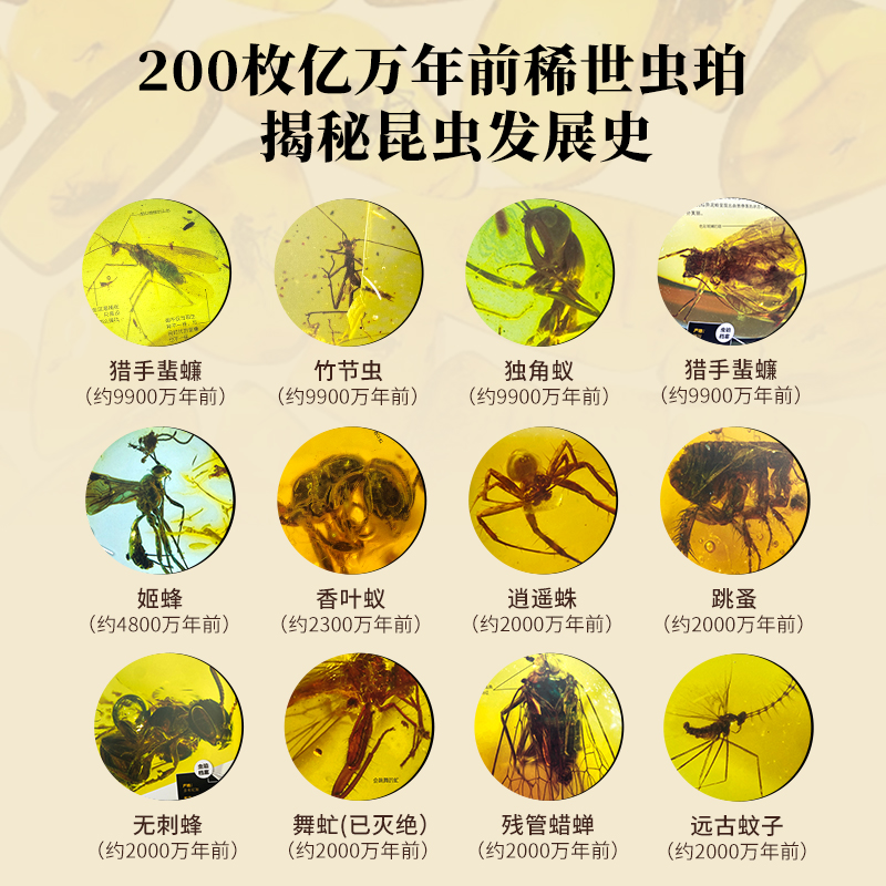 小朋友的大问题[通识全面科普] [正版]新书昆虫历史博物馆 昆虫百科全书 昆虫记 中国少年儿童趣味百科全书 罕见昆虫琥珀高清大图