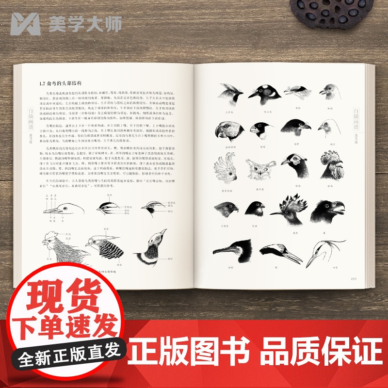 白描画谱 禽鸟篇 中国工笔技法画册集书籍入门初自学者零基础教程材成人手绘临摹勾线名家底稿图大全美术绘画高清大图