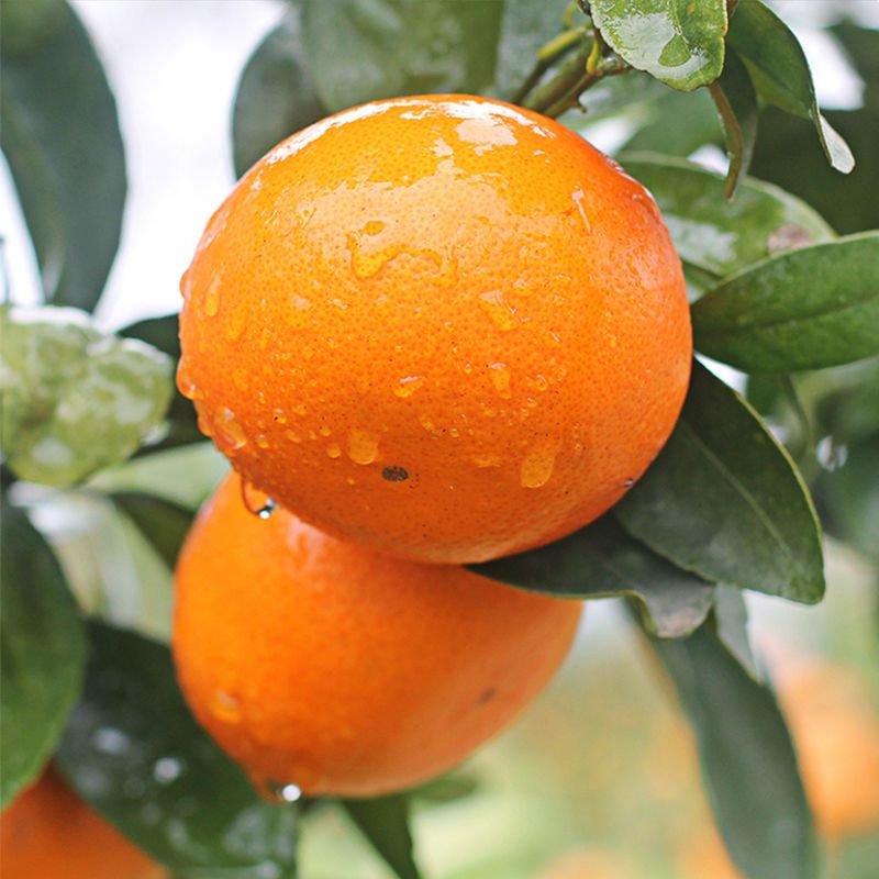 沃柑9斤新鲜水果时令应季整箱正宗云南特产沃柑一级柑橘桔子橘子视频