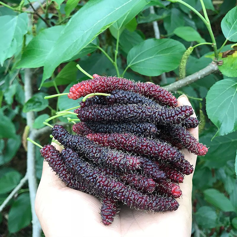 2年长果桑苗长果桑树苗大十果桑苗桑葚苗视频