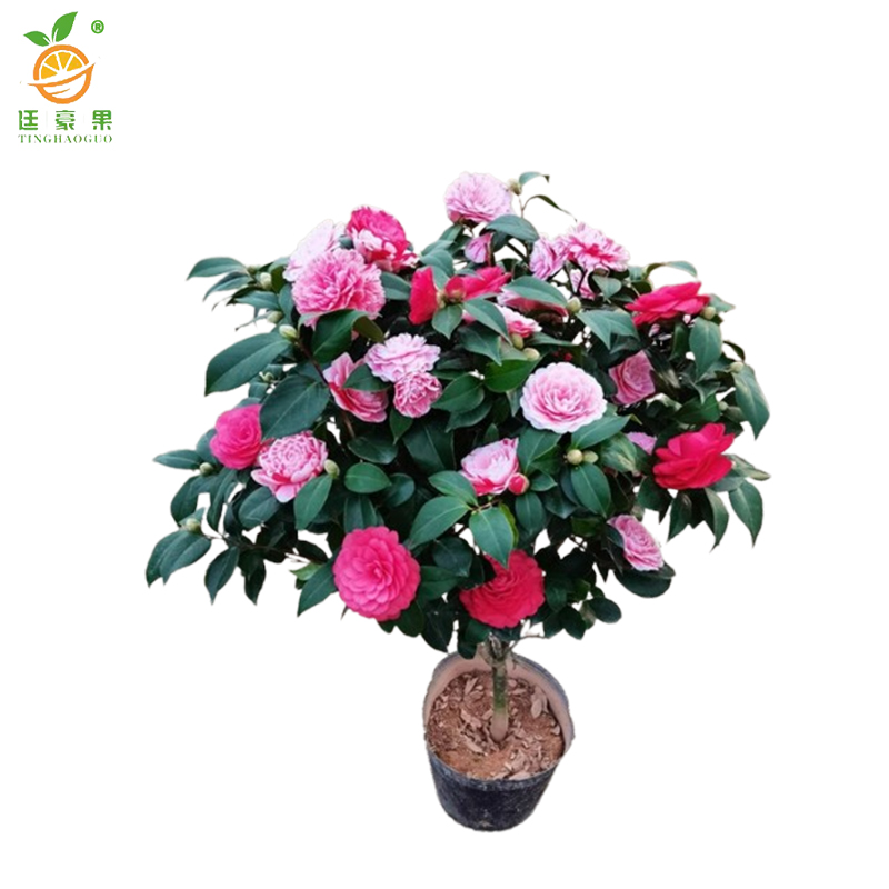 廷豪果 茶花盆栽 40cm /棵高清大图