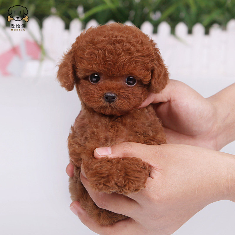 麦比佳 泰迪犬幼犬 泰迪犬狗狗活体茶杯犬泰迪宠物狗小体玩具型长不大 微小体贵宾犬泰迪贵宾杯子狗视频挑选包健康狗狗高清大图