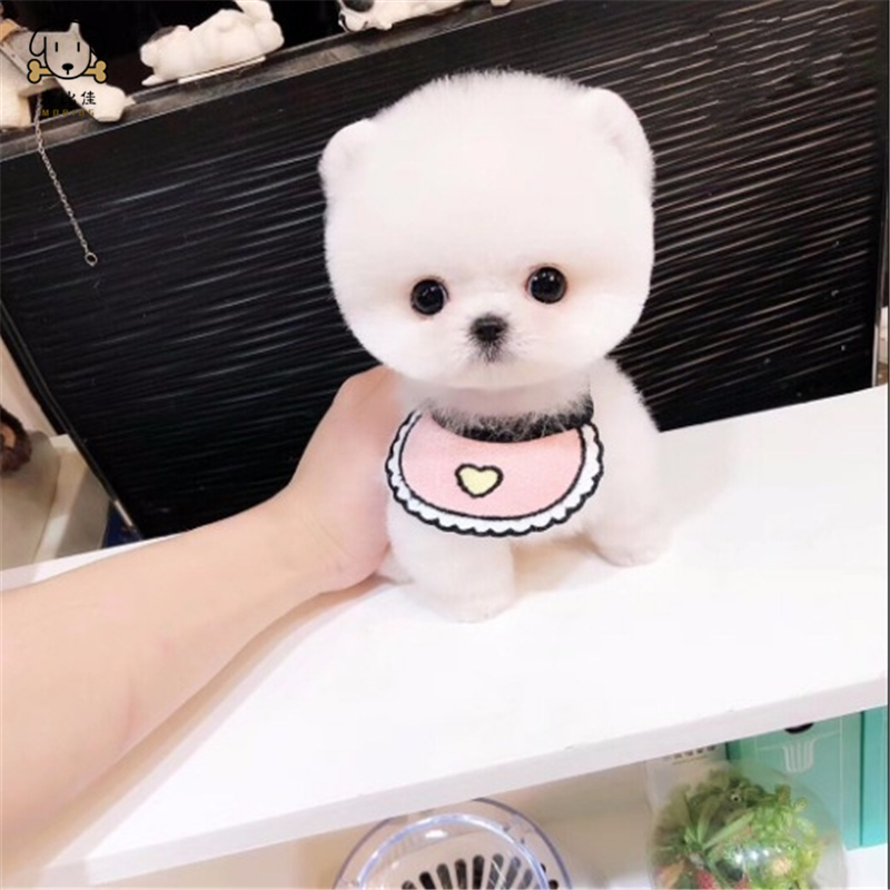 麦比佳宠物狗狗 活体博美犬幼犬活体哈多利系球体博美俊介狗狗小体玩具型血统级长不大茶杯犬纯白色黄色博美狗高清大图