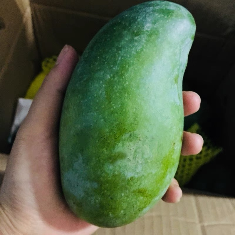 鲜贝达生鲜 广西百色桂七香芒5斤装中果(净重5斤 单果200g 12个果左右)新鲜大青皮芒果 产地直发