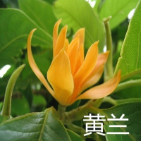 芳香花卉兰树苗 白兰花盆栽 白兰花苗桷兰树苗 浓香绿植茉莉