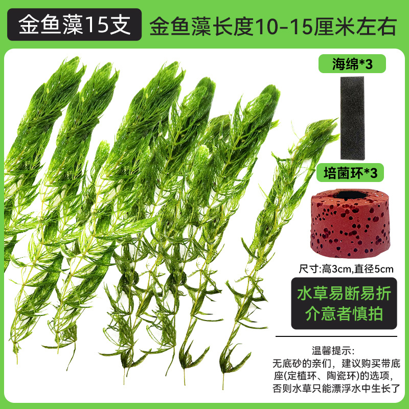 金鱼藻蜈蚣草水草植物绿菊鱼缸造景水培真草养鱼草缸绿植净水新手