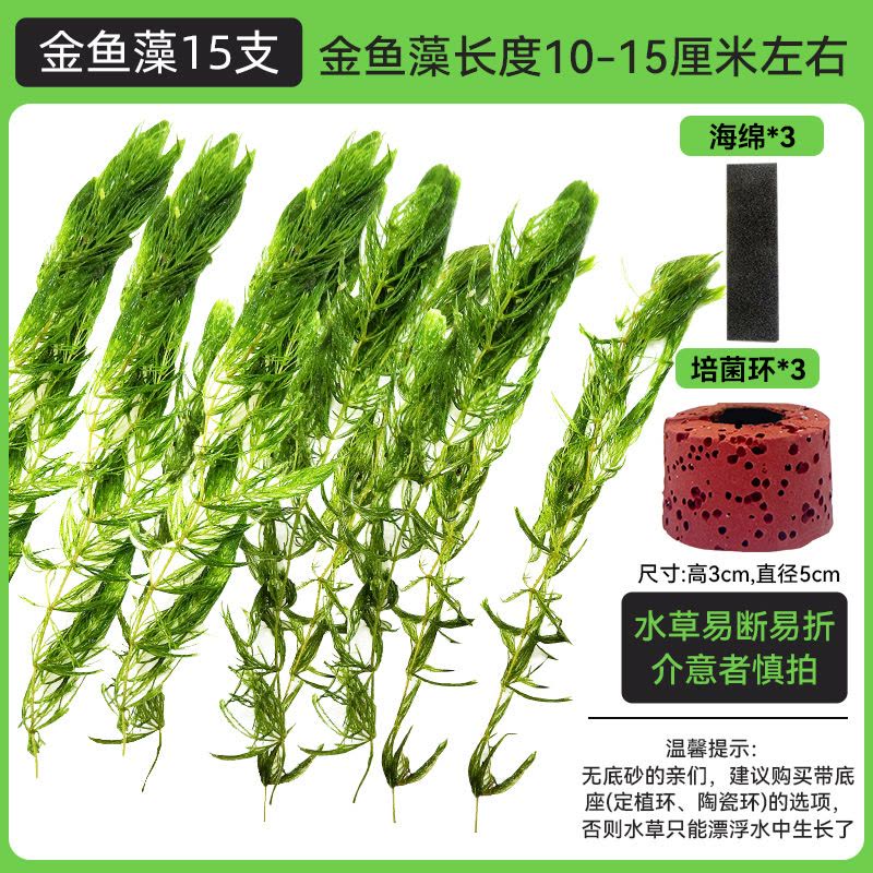 金鱼藻蜈蚣草水草植物绿菊鱼缸造景水培真草养鱼草缸绿植净水新手图片