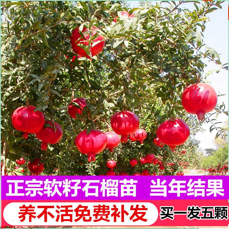 石榴树苗突尼斯软籽庭院果树盆栽地栽当年结果南北方甜特大石榴苗 黑美人 8年壮苗(带土带叶发货)