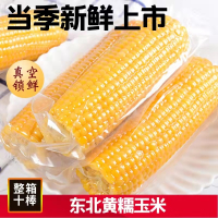 玉米巨沃东北黄糯玉米[10袋*210g]