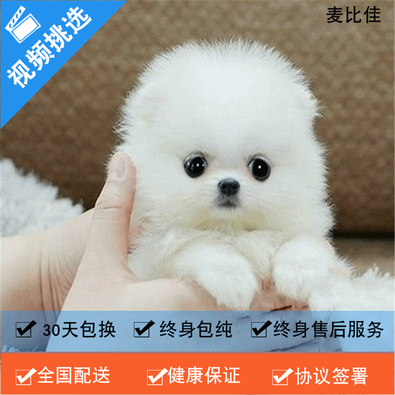 麦比佳 纯种哈多利系球体博美犬活体动物 茶杯博美犬 日系俊杰双血统长不大的茶杯狗白色博美犬 赛级博美犬活体狗狗纯种博美犬高清大图