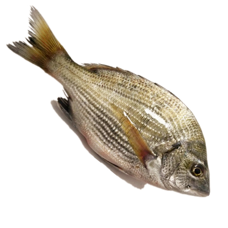 万里鲜 东海新鲜冰鲜海鲫鱼海鱼 1kg 2-8条 海鲜水产