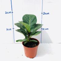 琴叶榕盆栽植物四季常青大叶植物花卉小盆栽琴叶榕室内办公室绿植 90#琴叶榕1盆(培育盆发货)