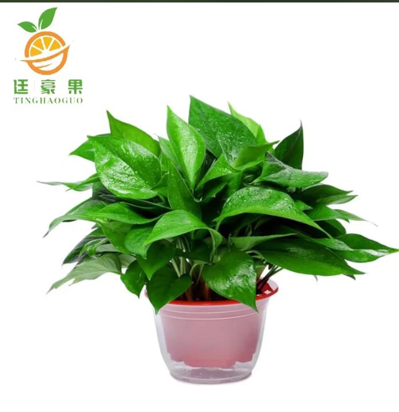 廷豪果 绿萝盆栽 A180# /盆