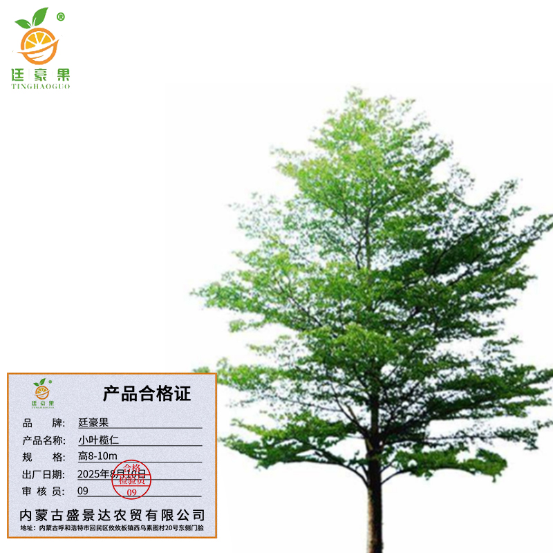 廷豪果 小叶榄仁 高8-10m /棵高清大图