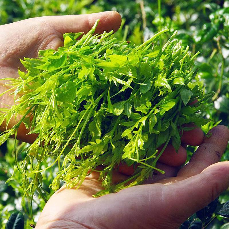 中华特色湖北馆硒都恩施精选高山藤茶听瀑崖龙须藤茶味来50g罐装天然