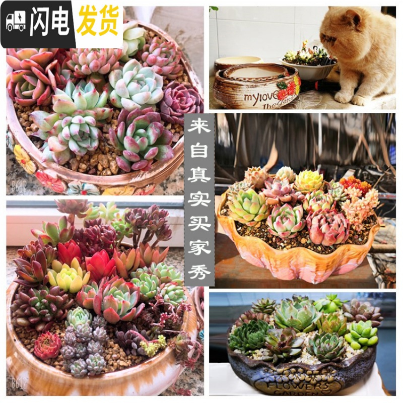 三维工匠大号多肉花盆陶瓷大花盆简约大口径粗陶多肉植物拼盘组合花盆 葵花花盆2件套 大花盆容器
