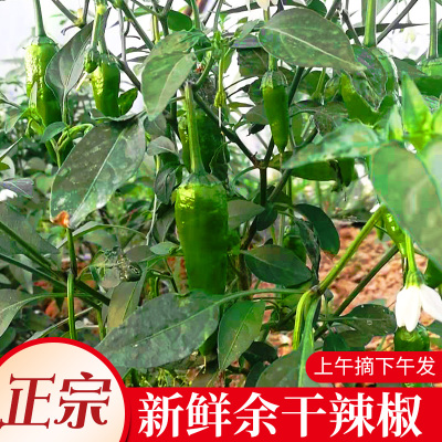 江西特产正宗余干丰收辣椒2斤新鲜枫树青椒中辣现摘蔬菜精选500g