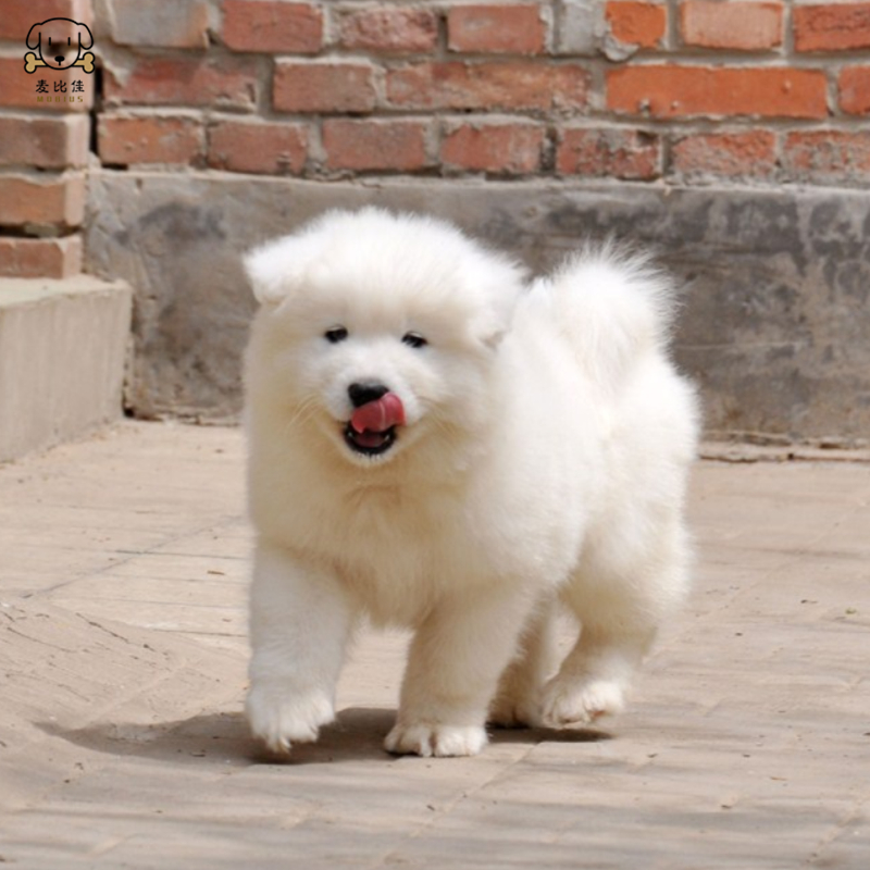 麦比佳 萨摩耶犬幼犬 萨摩耶犬狗狗活体纯种血统中大型雪橇犬萨摩大骨架熊版澳版微笑天使纯白色萨摩耶宠物狗高清大图