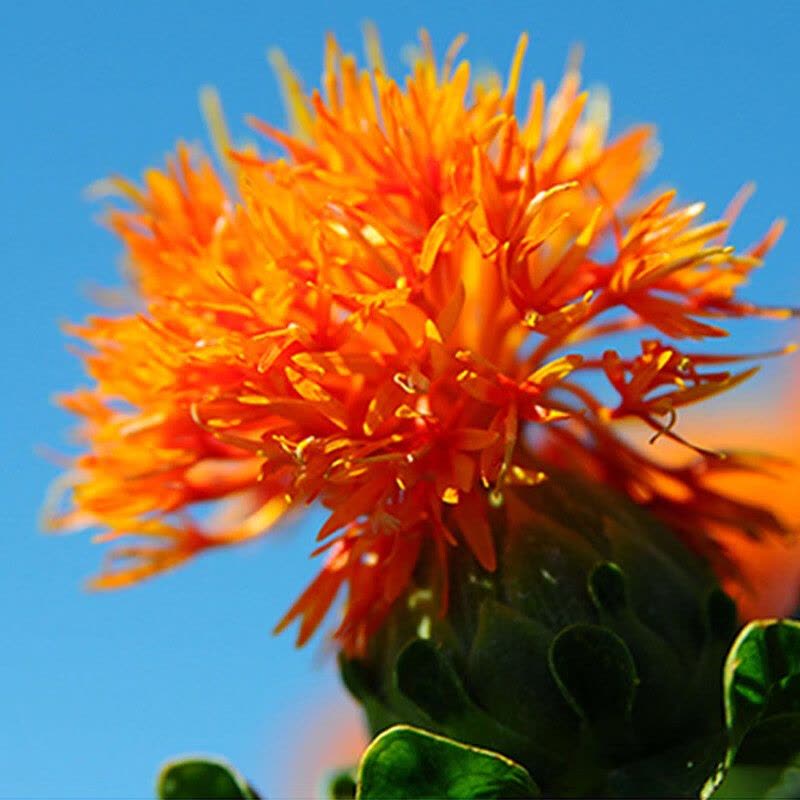 红果实有机认证红花籽油1.5L铁桶装食用油原料进口物理压榨一级品质图片